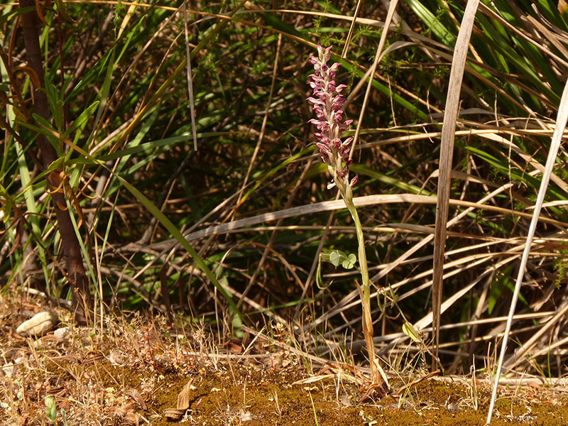 Orchis coriophora